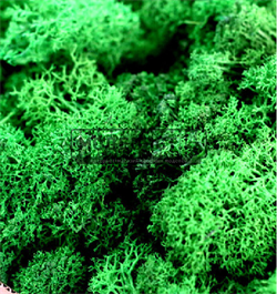 Mox 18091 - фото 45140